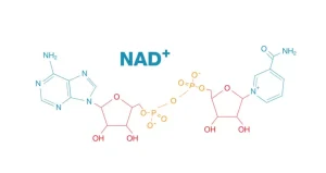 The Benefits of NAD+: Unveiling the Secrets to Cellular Vitality